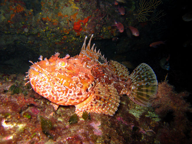 Qualche pesce da Portofino